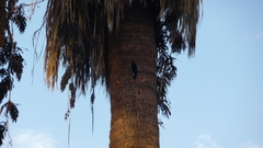 Melanerpes formicivorus