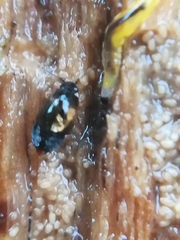 Proteininae