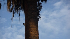 Melanerpes formicivorus