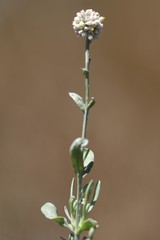 Calocephalus lacteus