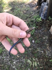 Plestiodon tetragrammus brevilineatus