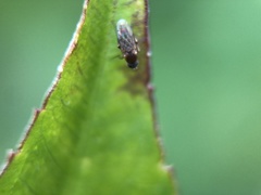 Diptera