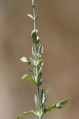 Calocephalus lacteus