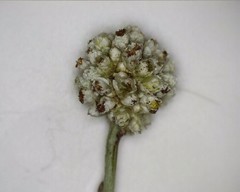 Calocephalus lacteus