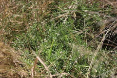 Calocephalus lacteus