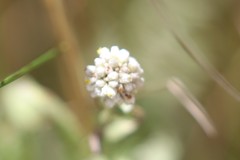 Calocephalus lacteus