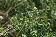 Calocephalus lacteus