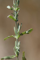 Calocephalus lacteus