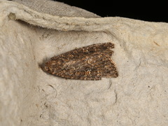 Hypoperigea tonsa