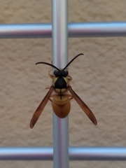 Vespa bicolor