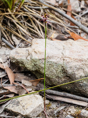 Genoplesium morrisii