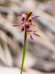 Genoplesium morrisii