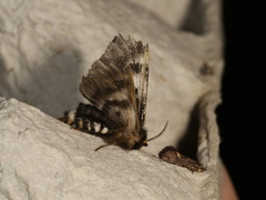 Nataxa flavescens
