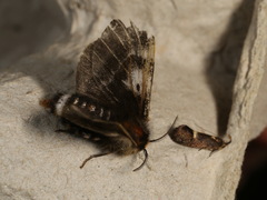 Nataxa flavescens