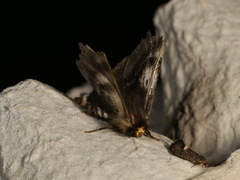 Nataxa flavescens