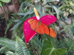 Dryas iulia