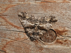 Gastrinodes argoplaca