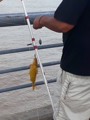 Rhinodoras dorbignyi