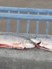 Megaleporinus obtusidens