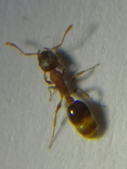 Temnothorax