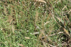 Calocephalus lacteus