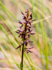 Genoplesium morrisii