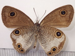 Ypthima masakii