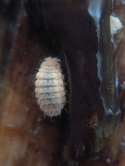 Monobella grassei