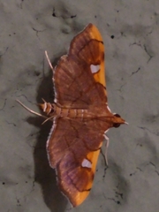 Coenostolopsis apicalis