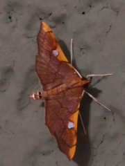 Coenostolopsis apicalis