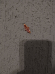 Coenostolopsis apicalis