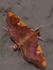 Coenostolopsis apicalis