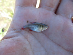 Hyphessobrycon igneus