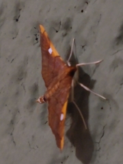 Coenostolopsis apicalis