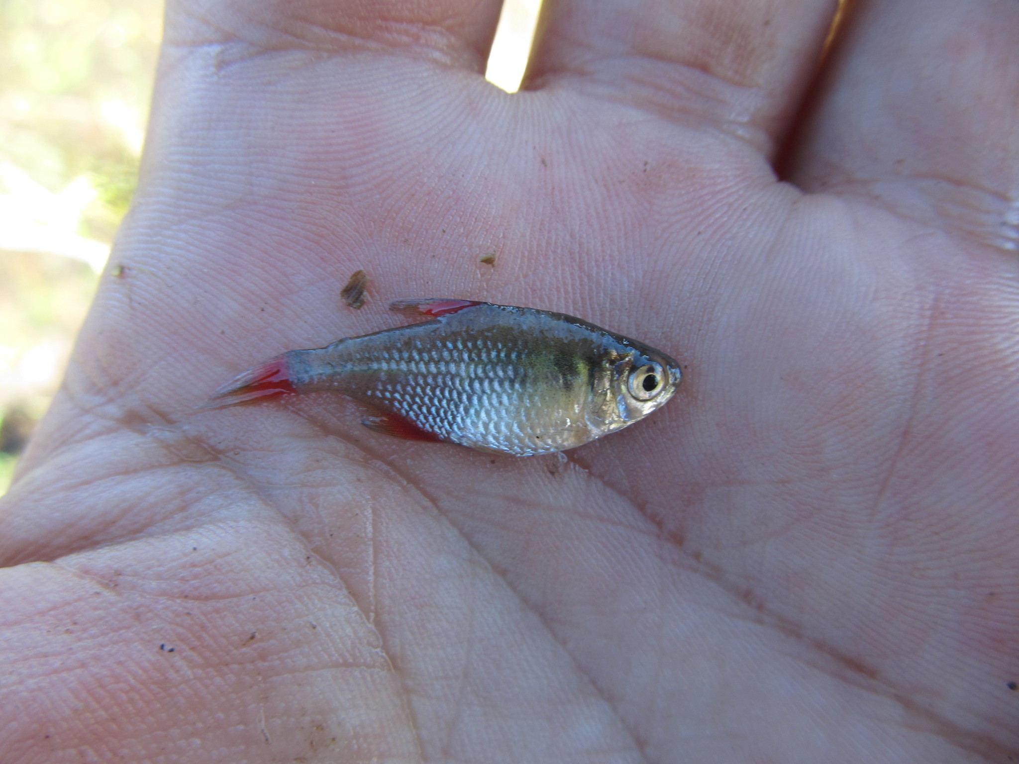 Firefin Tetra photo 3