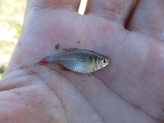 Hyphessobrycon igneus