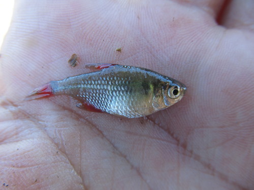 Hyphessobrycon igneus