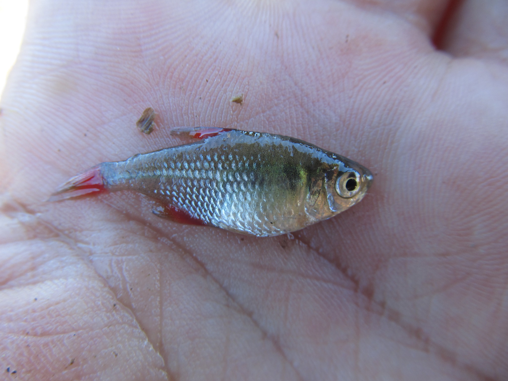 Firefin Tetra photo 2