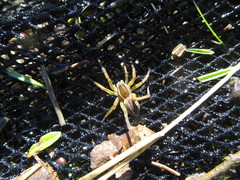 Diapontia uruguayensis