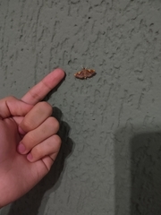 Coenostolopsis apicalis