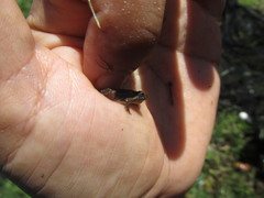 Pseudopaludicola falcipes