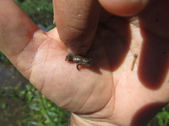 Pseudopaludicola falcipes