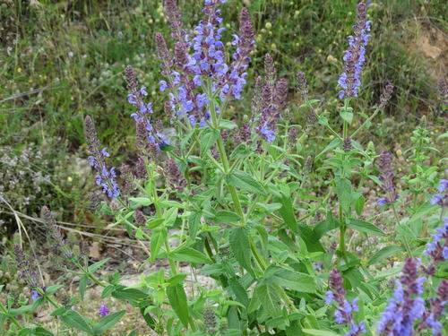 Image of Salvia amplexicaulis by (c) Kostas Zontanos, some rights reserved (CC BY)