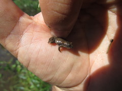 Pseudopaludicola falcipes