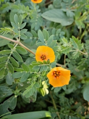 Kallstroemia tribuloides