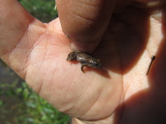 Pseudopaludicola falcipes