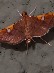 Coenostolopsis apicalis