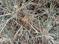 Ephedra antisyphilitica