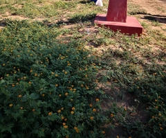 Kallstroemia tribuloides