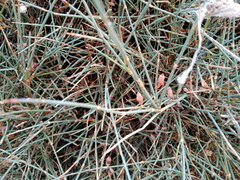 Ephedra antisyphilitica